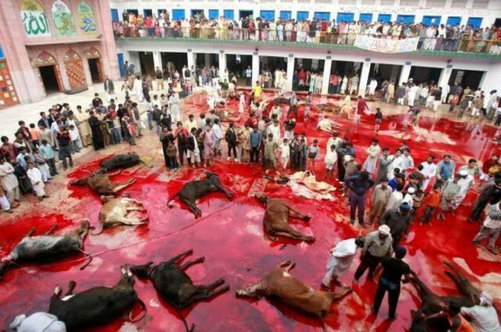 Como o mundo (e você também) te faz ignorar os direitos e o sofrimento dos&nbsp;animais