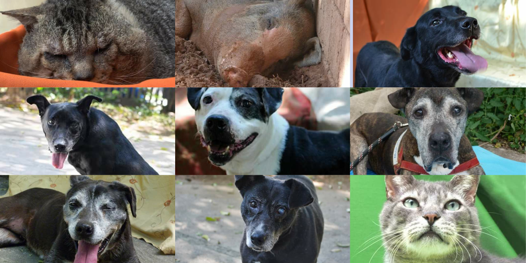 Animais idosos aguardam adoção em centro de zoonoses de&nbsp;SP