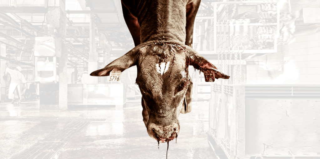 As incríveis e chocantes fotografias de Fabien Nissels em um matadouro&nbsp;suiço