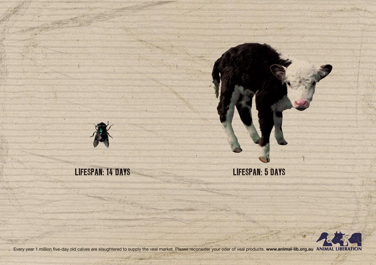 animalliberationbobbycalf