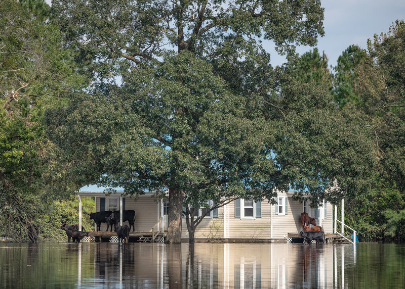 vacas_ilhadas_furacao_florence