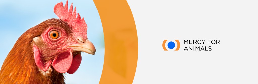 ONG Mercy For Animals lança nova identidade visual e um novo plano&nbsp;estratégico